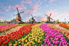 Netherlands students